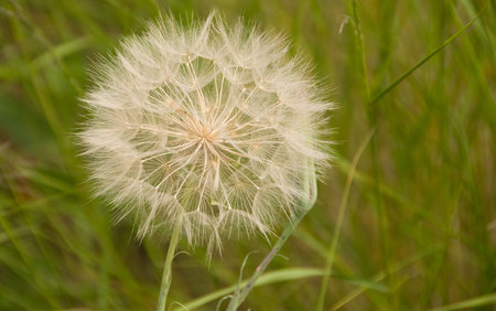 horizontal image of dandelion seeds