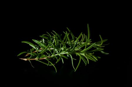 sprigs of rosemary against the black backgroundの写真素材