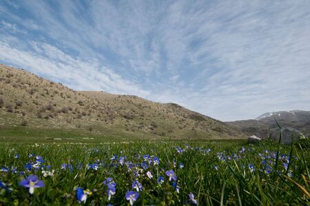 distant mountains as seen through the field of spring flowers の写真素材