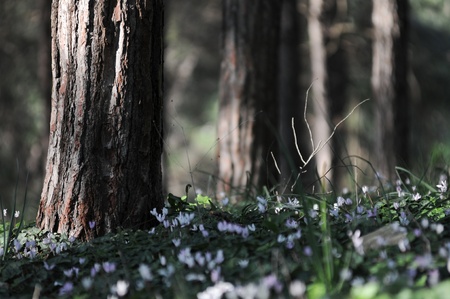 wild cyclamen flowers  growing in the forest round pine treesの写真素材