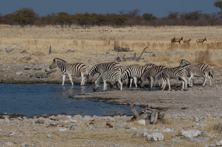 zebras drinking water in Namibian savanna の写真素材