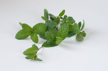 green leaves of fresh  mint, isolated
