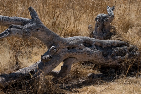 completely dried tree against yellow grassの写真素材