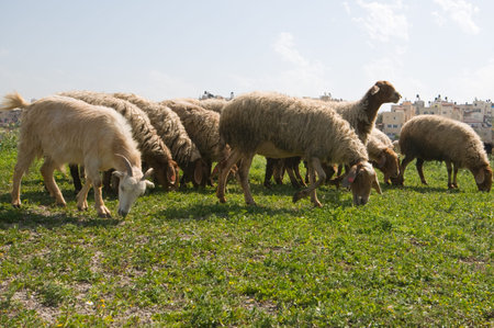 flock of sheep grazing on a sunny dayの写真素材