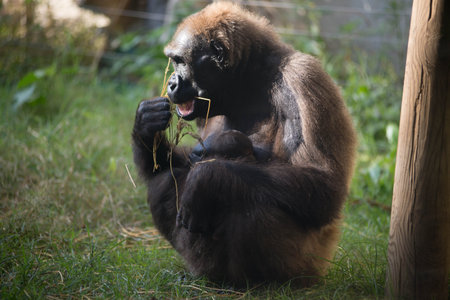 mother gorilla sitting in the sun by the pole and feeding its baby