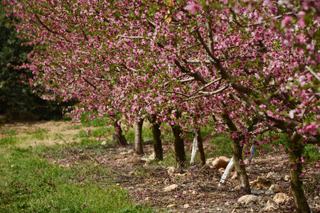 pink colored peach trees  blooming in springの写真素材