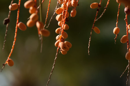 branches of dates photographed on palm tree
