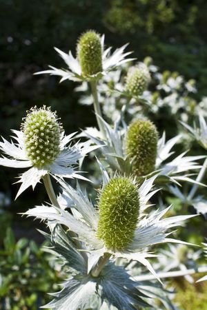 Apiaceae Eryngium giganteum biennial の写真素材