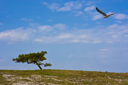 Seagull flying over rocky meadow on beach with pine tree in croatiaの写真素材