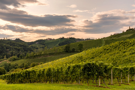 Vineyard in the evening along the south Styrian vine route in Austria, Europeの写真素材
