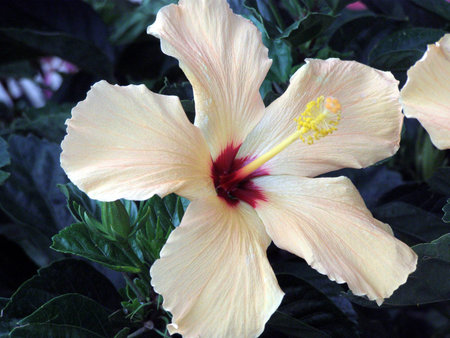 peach hibicus        