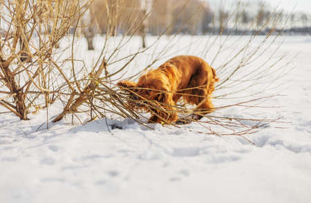 English cocker spaniel. Ginger dog on sunny winter dayの写真素材