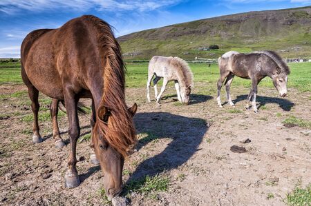 Icelandic horses grazing in icelandic countryside. Icelandic horse is a long-lived and hardy breed of horse also popular internationally. A sizable populations exist in Europe and North America.の写真素材