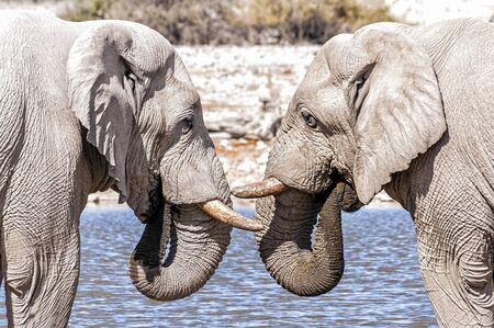 View of two elephants face to face in Etosha national park, Namibia. Etosha is a national park in northwestern Namibia. The park is home to hundreds of species of mammals, birds and reptiles.の写真素材