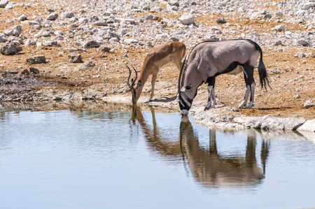 Gemsbok and Springbok at the water pool in Etosha national park in Namibia. The park spans an area of 22,270 square kilometres and is home to hundreds of species of mammals, birds and reptilesの写真素材