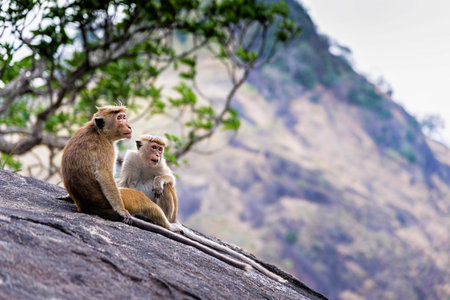 A couple of tonque macaque sitting on a rock, Sri Lanka. The toque macaque is a reddish-brown-coloured Old World monkey endemic to Sri Lanka, where it is known as the rilewa or rilawaの写真素材