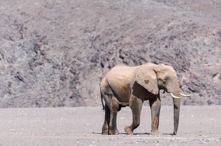Desert elephant walking in the dried up Hoanib river in Namibia. Desert elephants are african bush elephants that have made their homes in the Namib deserts. Are solitary and roam over large areasの写真素材