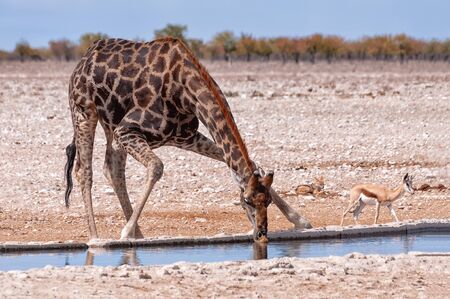 Drinking giraffe with a springbok and a jackal in Etosha national park, Namibiaの写真素材