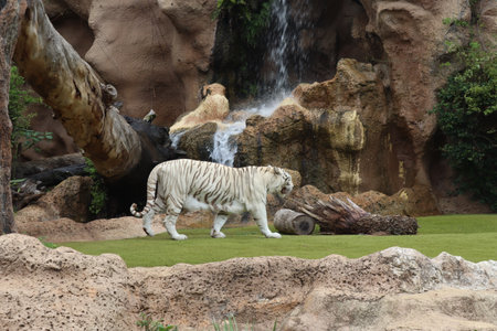 White tiger at Loro Park , Loro Parque, Tenerife, Canary Islands, Spainの写真素材