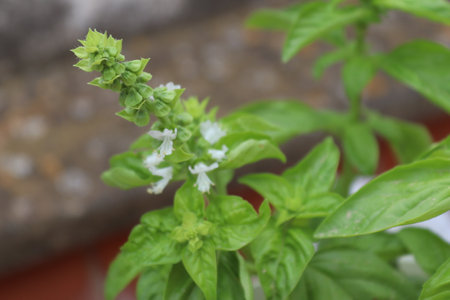 broadleaf basil in a pot on my terraceの写真素材
