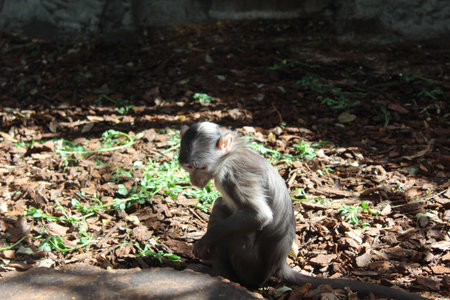 Monkey looking at the ground on a sunny spring dayの写真素材