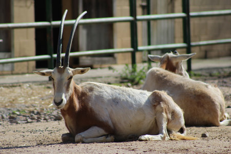 oryx sleeping in the sun on a sunny day in Marchの写真素材