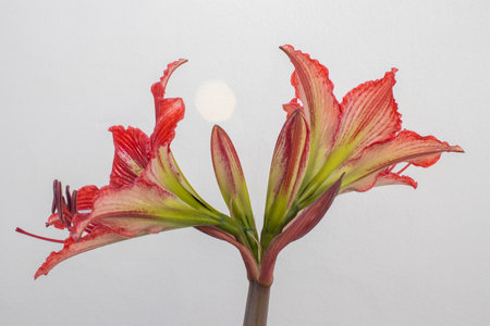 Red and White Hippeastrum flower close-upの写真素材