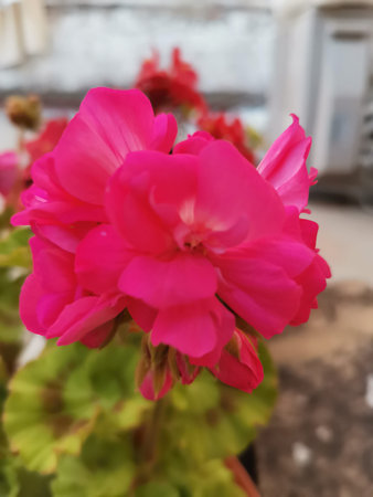 Pink geranium flowers from the pot