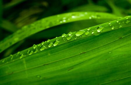Many dewdrop on leafの写真素材