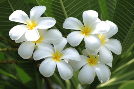 Frangipani tropical flowers from deciduous tree, plumeria の写真素材