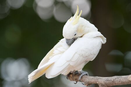 Yellow-crested Cockatoo (Cacatua sulphurea) の写真素材