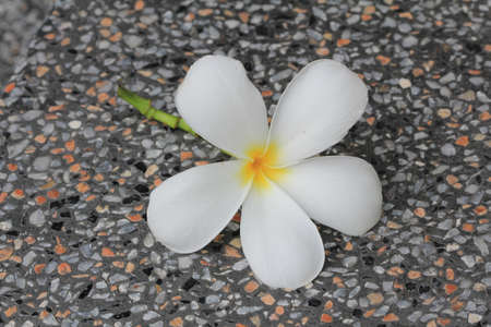 Leelavadee (Plumeria), tropical flower の写真素材