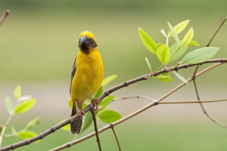 Asian Golden weaver bird の写真素材