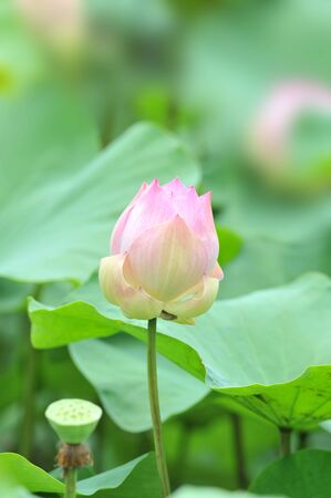 lotus flower blossom の写真素材