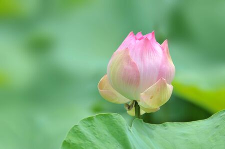 lotus flower blossom の写真素材
