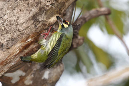 Coppersmith barbet bird of Thailand isolate on white の写真素材
