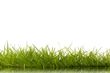 fresh spring green grass isolated on white background  の写真素材