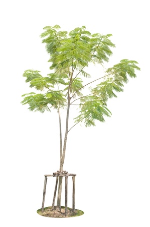 Tree on a white background. の写真素材