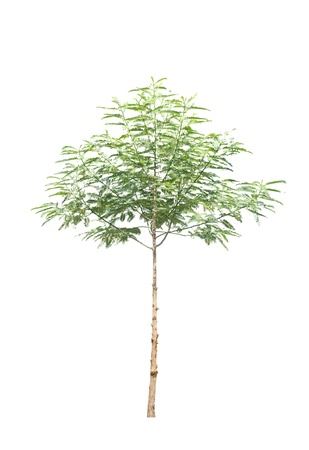 Tree on a white background  の写真素材