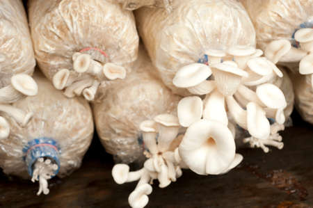 bag of mushrooms grown on the farm. の写真素材