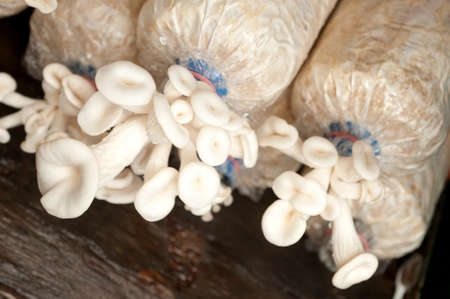 bag of mushrooms grown on the farm. の写真素材