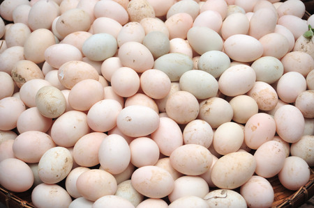 Many fresh duck eggs as background. の写真素材
