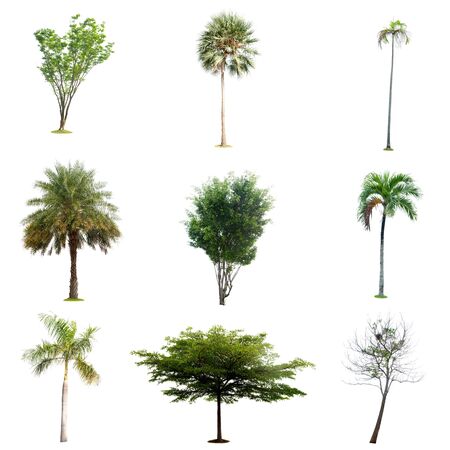 tree isolated colection , element for design and gardenの写真素材