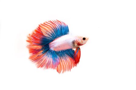 Capture the moving moment of Betta fish,Siamese fighting fish in movement isolated on white background.の写真素材