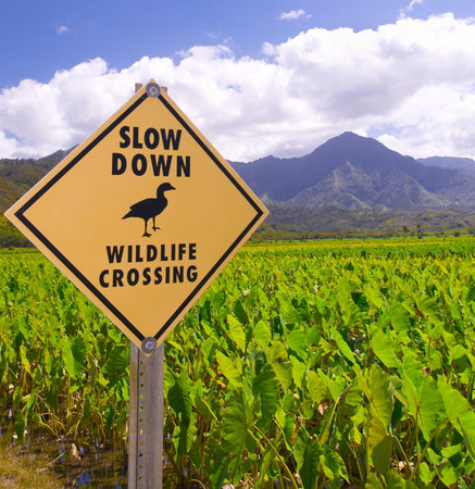Wildlife crossing sign near the taro fields in Kauai.の写真素材