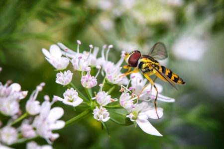 A hover fly on an oregano flower