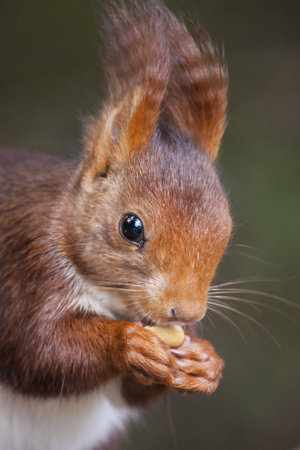 Red squirrel portrait