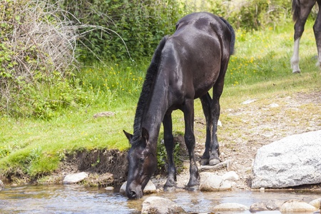 Black horse on watering at river の写真素材