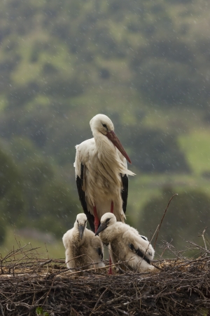 A storck and two chicks on the nest in a rainy day of spring の写真素材