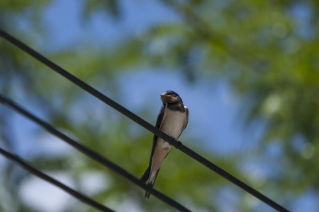 Swallow on a wireの写真素材